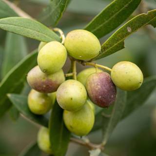 olea aglandau negrette arbequina picual